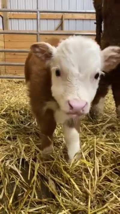 Innocent baby! 😍