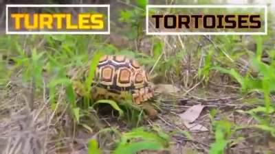 Incr&iacute;vel a envolu&ccedil;&atilde;o animal 🦎+☢️=🦖(sim meme pego do discord)