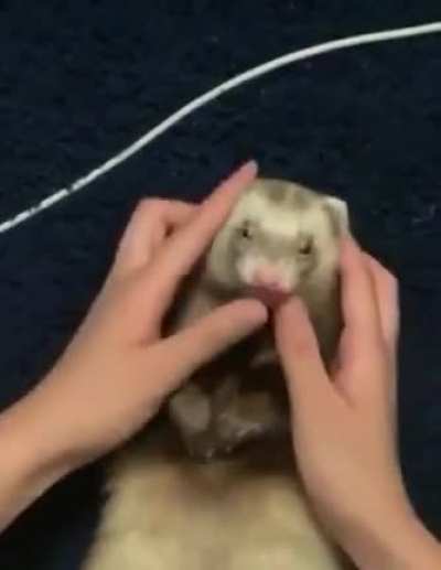 Lion ferret -&amp;gt; Sleek ferret