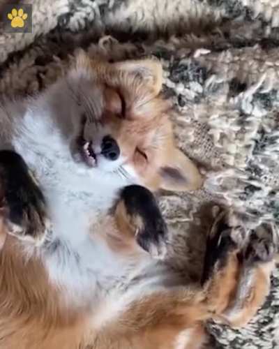 Sweety dreams
