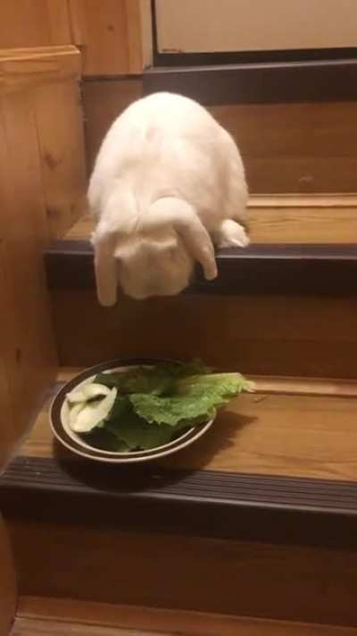 Trying to teach Rolex to go down the stairs... we aren&rsquo;t so successful