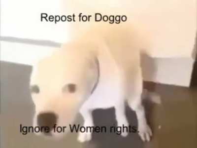 Doggo