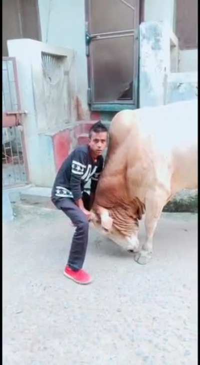 Me vs a Bull
