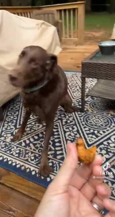 Doggo spin