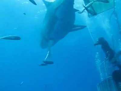 This 20 ft (6.7 m) long great white shark is the biggest one ever recorded