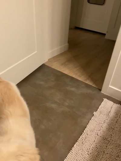 Was told to post here. Lucy got the zoomies while I was going to the bathroom...