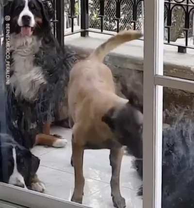 Rhythm Dog