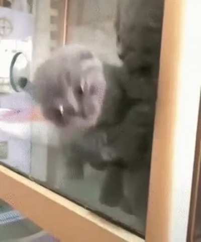 Runaway Kitten