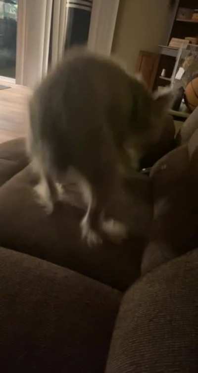 Anyone else&rsquo;s dog do this?