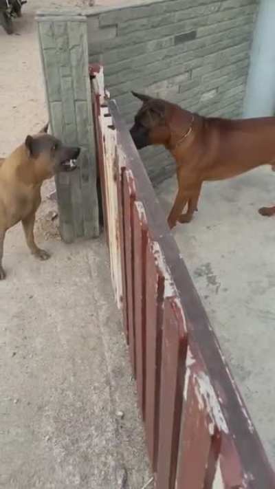 Dogs explain the internet