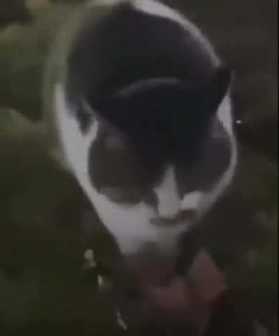 Pussi