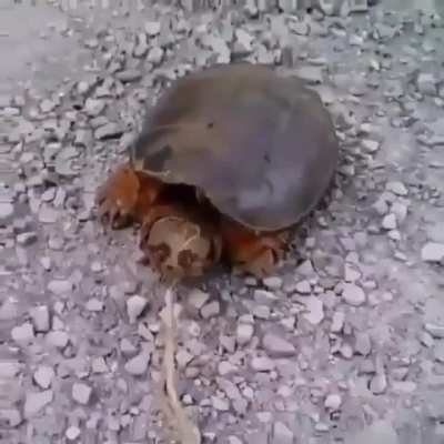 WCGW poking at a ninja turtle