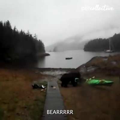 Bear Noooooooooo