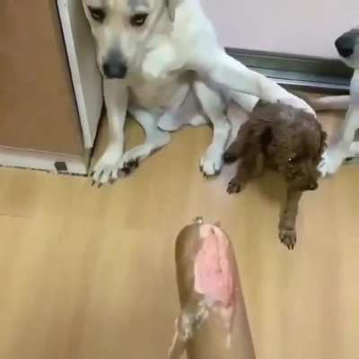Сознавайся покуситель на сарделю