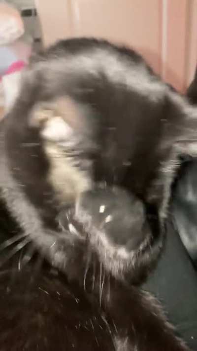 My mom&rsquo;s cat has &hellip; thumbs?