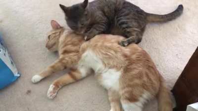First I kiss you, then I bite you