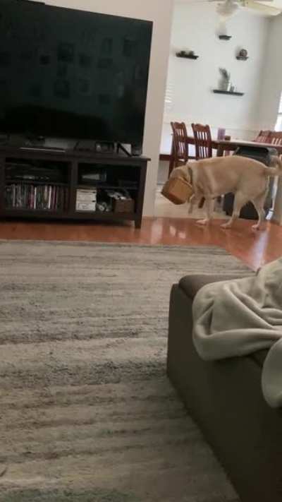 My dog&rsquo;s bone is stuck in a basket