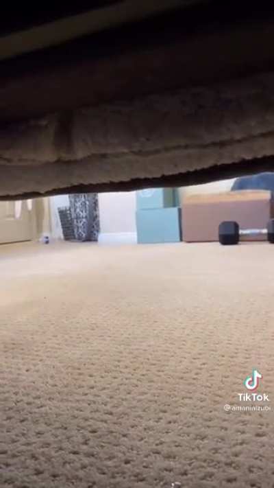 Under the bed is always the best spot