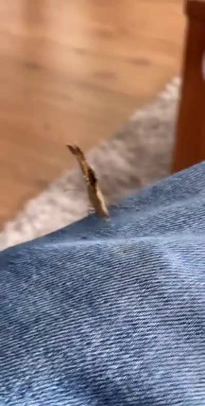 Butterfly 🦋