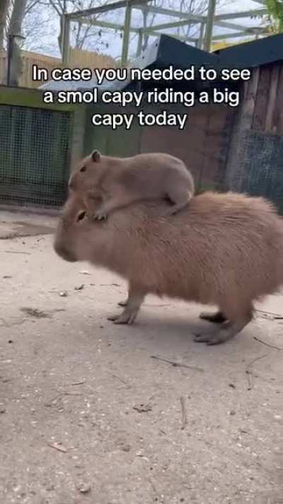 smol capy riding uber