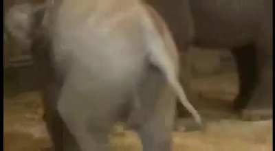 Elephants