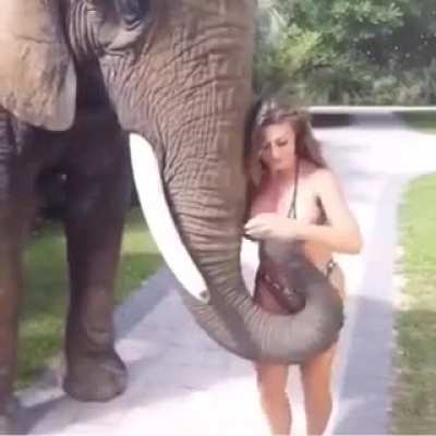 Elephant bro knows