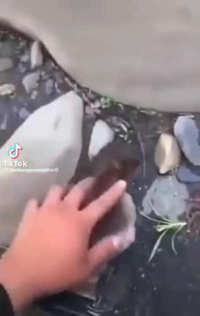 duck