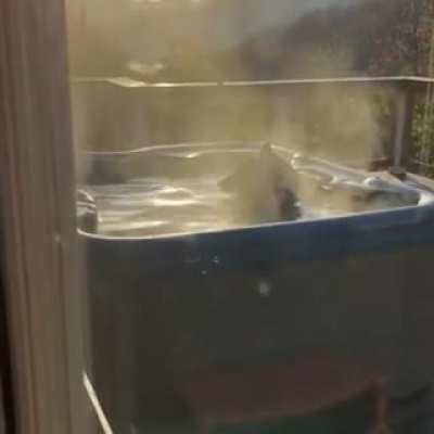 Bear in jacuzzi