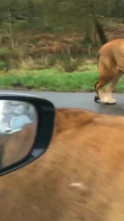 🔥 the pride