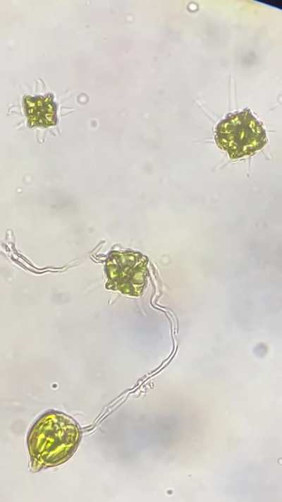 What are these?