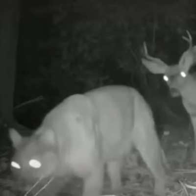 Shhhh, I'm hunting a wabbit and his pet deer.