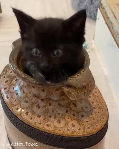 One cat goes in...