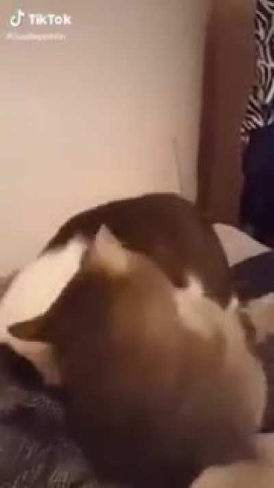 The horror