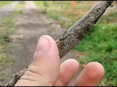 Best Camouflage..?