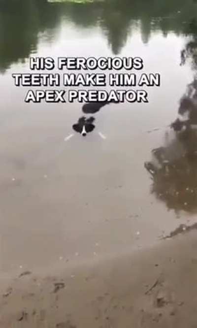 Ima Crocodile
