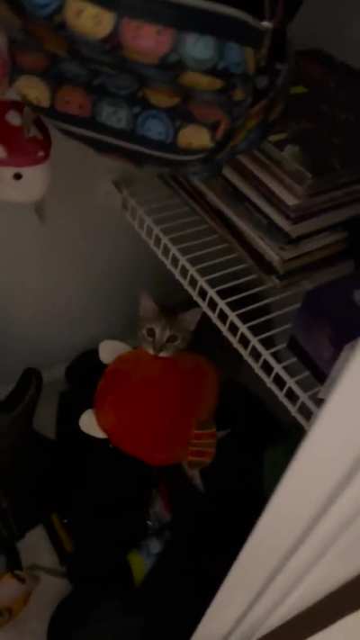 My roommate&rsquo;s kitten suddenly became obsessed with my Squishmallows. What to do?