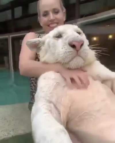 Котик