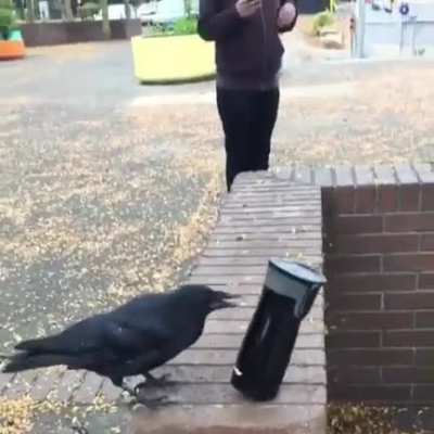 This crow flew down from a tree in attempts to steal my coffee thermos. He wouldn&rsquo;t let me get near it to take it back.