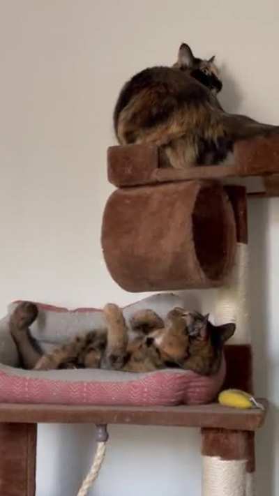 &ldquo;I&rsquo;m just trying to sleep you little shit.&rdquo;
