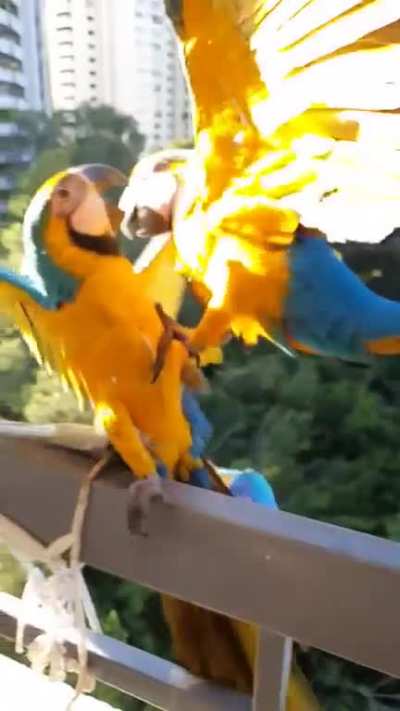 For Capturing this dramatic parrot fight