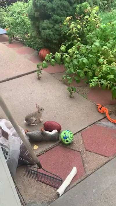 One of these dog toys doesn&rsquo;t belong&hellip;