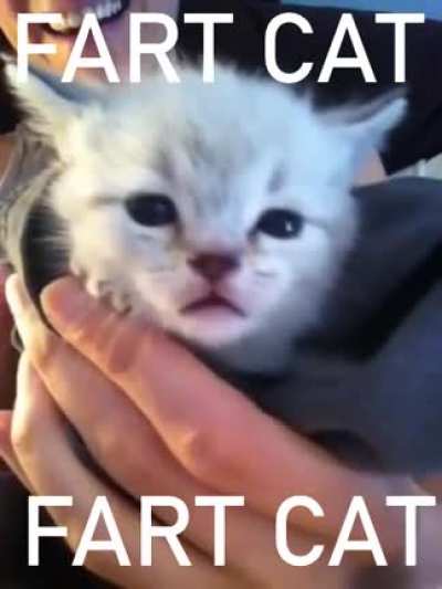 CAT GOES 💨💨💨
