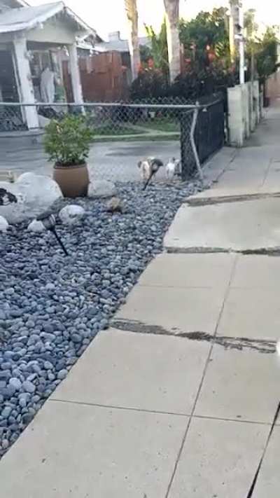 these 2 dogs around the corner of my house