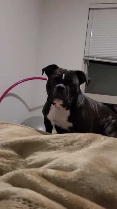 I was told this belongs here, meet my puppy Ruby, who doesn't take crap from anyone lol