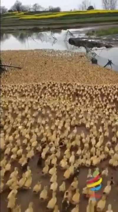 Saw this and added the appropriate background music
