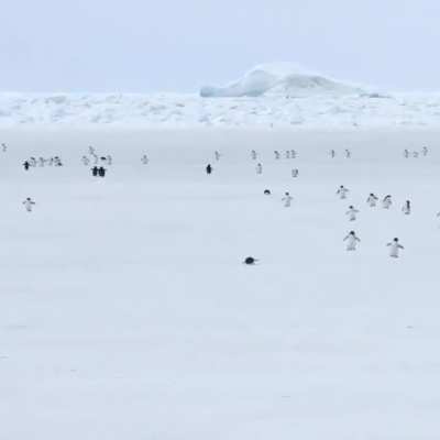 Penguins walking in 5x speed