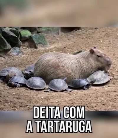 A capivara &eacute; o bicho mais legal