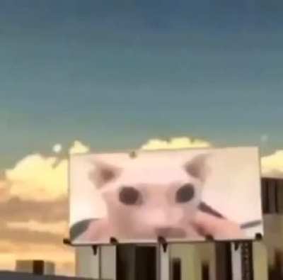 bingus