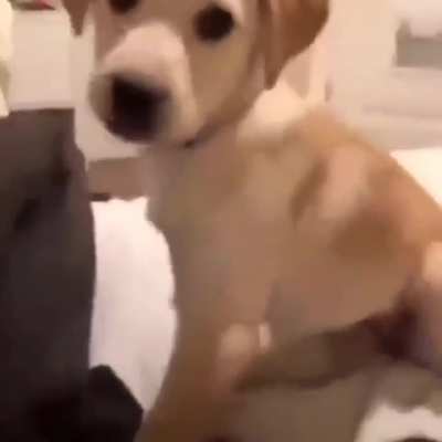 The dog has had enough