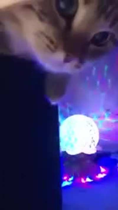 Cat club